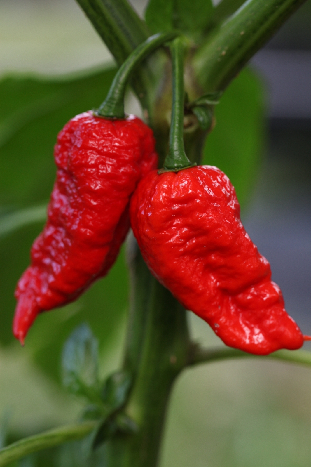 chilli naga bhut jolokia ghost chilli red