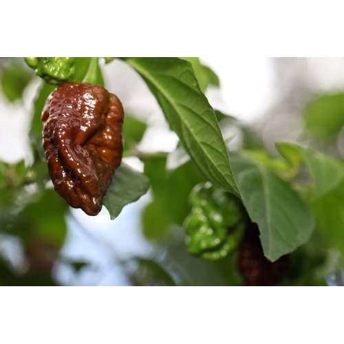 Trinidad 7 Pod Douglah Cross Naga Morich Chocolate