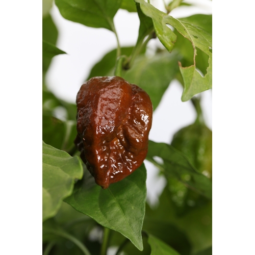 Trinidad 7 Pod Bubblegum Cross Naglah Chocolate