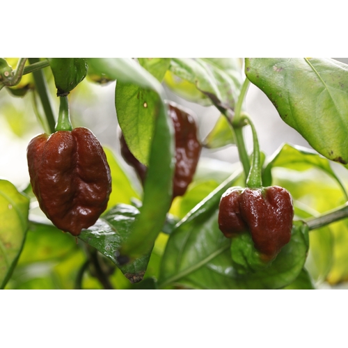 Bhutlah Black Mushroom Pheno