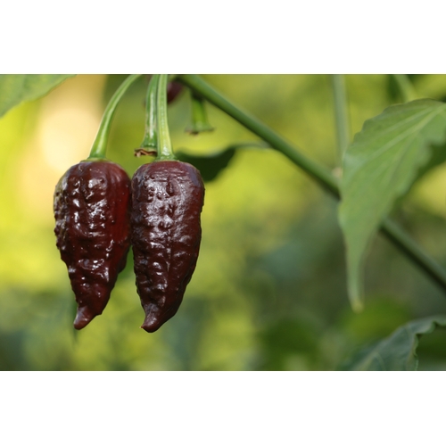 Bhutlah DM Chocolate