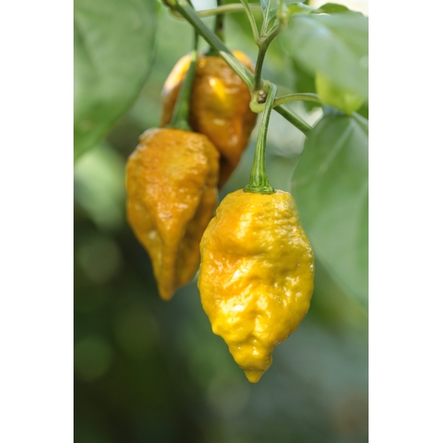 Bhutlah TCF Yellow