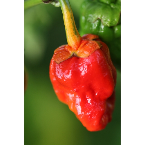 Trinidad 7 Pod Bubblegum Chilli