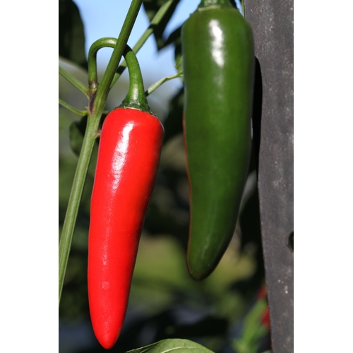 Cayenne Chilli