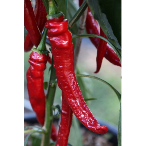 Cayenne Long Slim Red