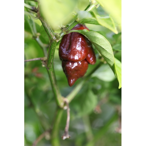 Carolina Reaper Cross Carbonero Chocolate