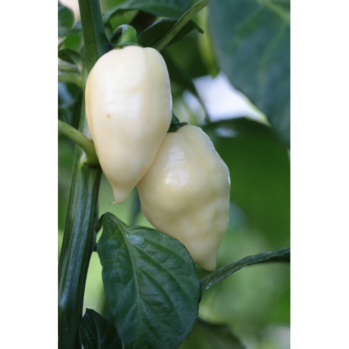 Fatalii White