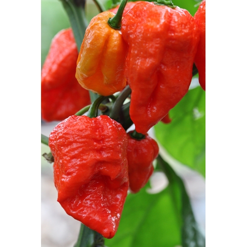 Naga Bhut Jolokia (Ghost Chilli) Cross Douglah (AKA Trinidad 7 Pod Red)