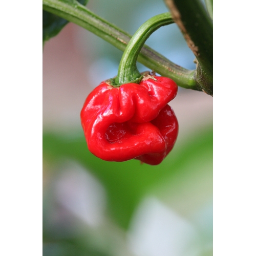 Naga Bhut Jolokia (Ghost Chilli) Cross Habanero (AKA HabaNaga)