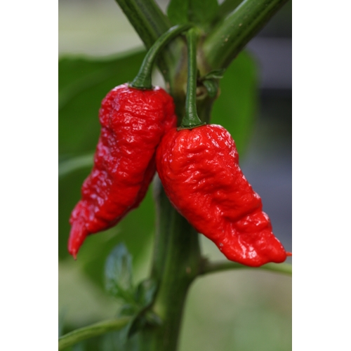 Naga Bhut Jolokia (Ghost Chilli) Cross Scorpion Jay's