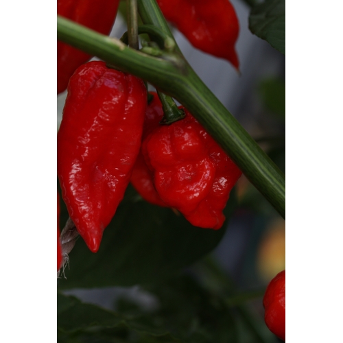 Naga Bhut Jolokia (Ghost Chilli) Cross Scorpion TCF