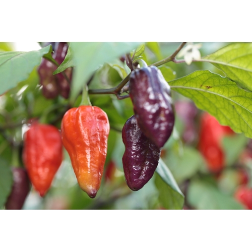 Naga Bhut Jolokia (Ghost Chilli) Cross Naga Viper Red