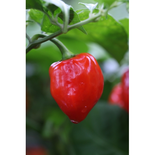 Habanero