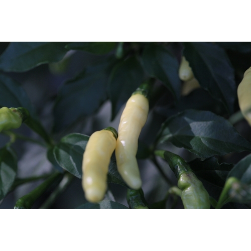 Habanero Aribibi Gusano (Caterpillar Chilli)