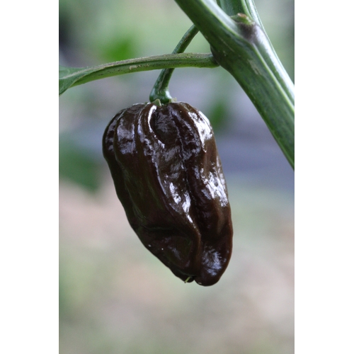 Habanero Brown Congo