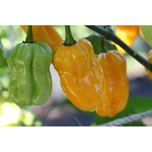 Habanero Golden