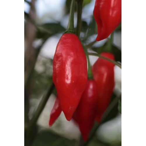 Habanero Hot Pepper Lantern 