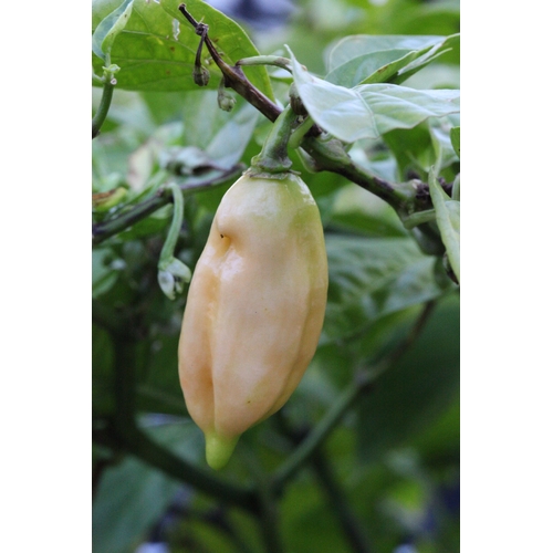 Habanero Pimenta Luna