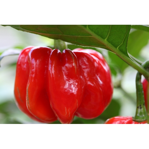 Habanero Red Savina Large 