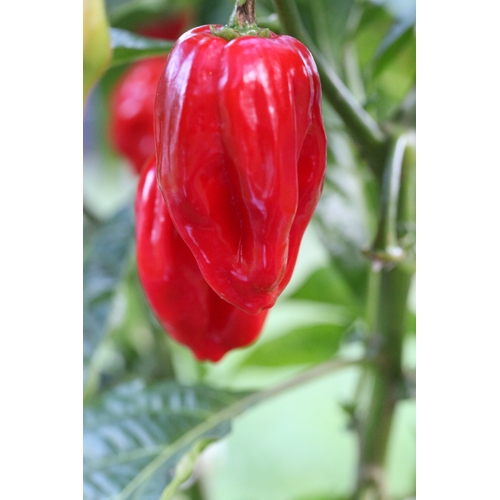 Habanero Tasmanian 