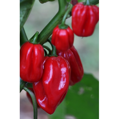 Habanero West Indies Red (Caribbean Red)