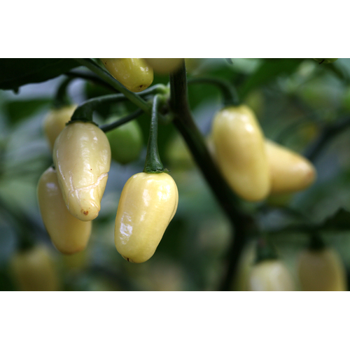 Habanero White Jelly Bean Chilli