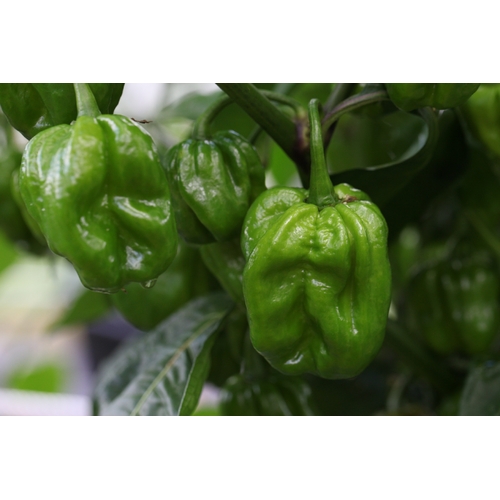 Habanero XL Green