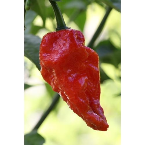 Naga Bhut Jolokia (Ghost Chilli)