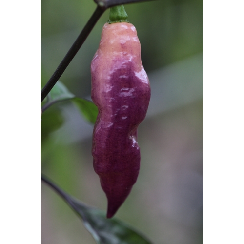 Pink Tiger Chilli