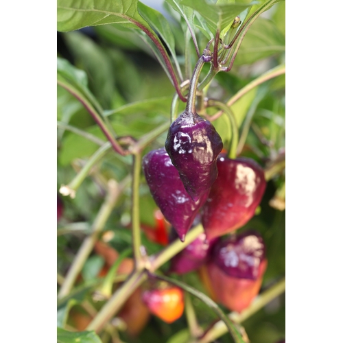 Purple UFO Chilli