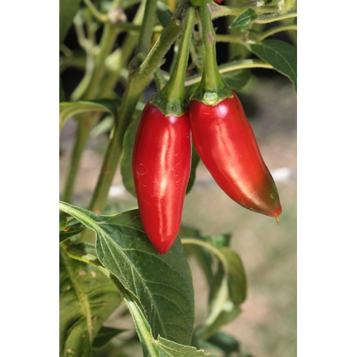 Serrano Chilli