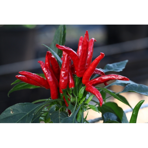 Thai Chilli Hot