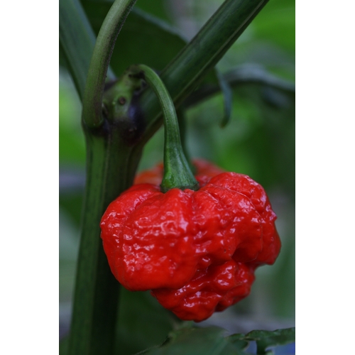Trinidad 7 Pod Primo Cross 7 Pod 