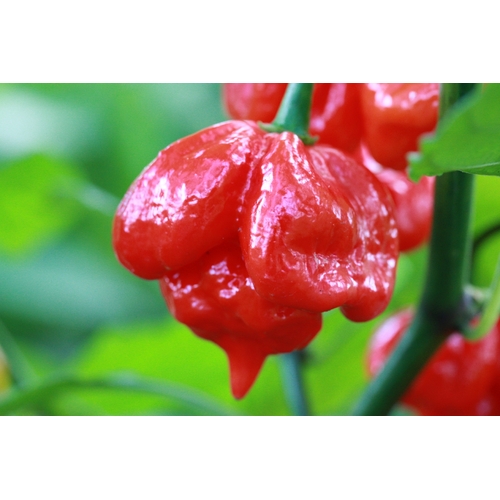 Trinidad Scorpion Butch T