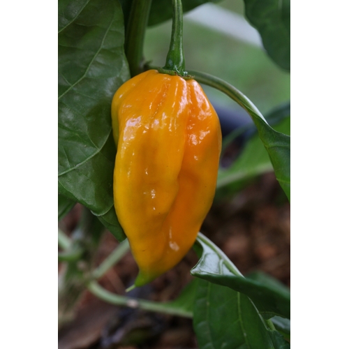 Trinidad Scorpion Cardi Yellow