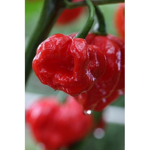 Trinidad Scorpion Moruga 