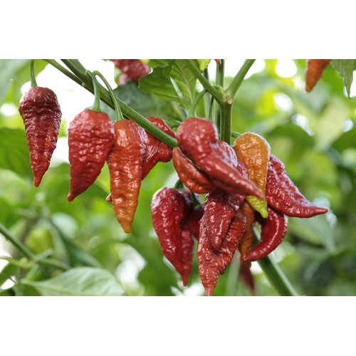 Trinidad Scorpion VV7