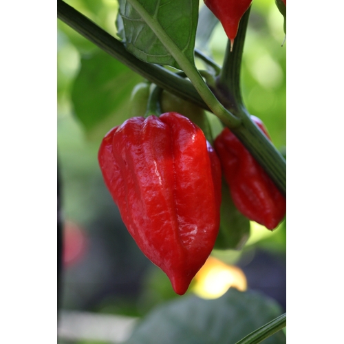 Trinidad Scorpion Butch Taylor Cross Trinidad 7 Pod Jonah 