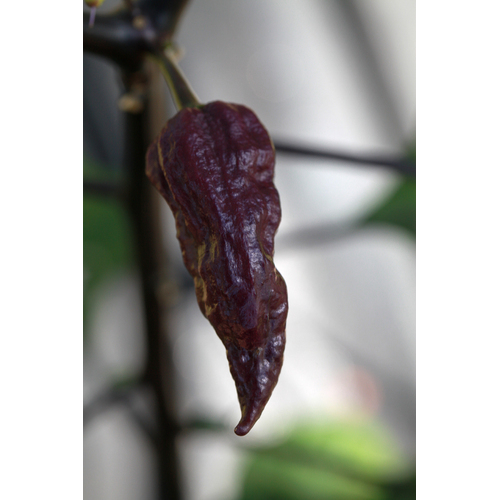 Yaki Blue (Purple Bhut)